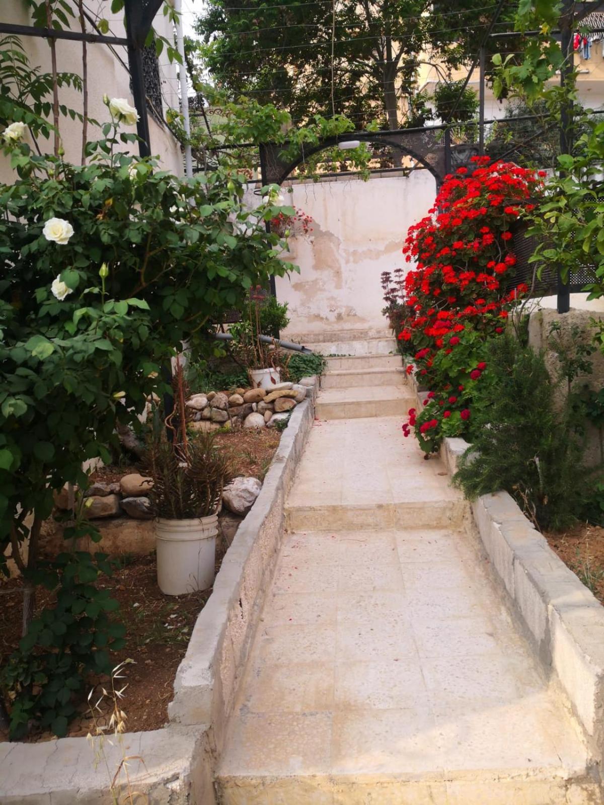 White Tulips الزنبقة البيضاء Jarash